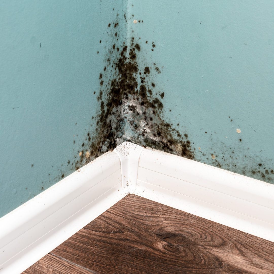 The Impact of Moisture in Crawl Spaces Risks and Solutions